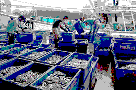 Myanmar Refugees Enter Thai Labor Market