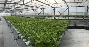 Singapore Urban Farming