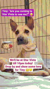 Animal Lovers League Financial Crisis